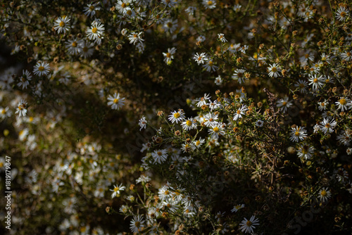 Dramatic lighting on wildflower daisies 