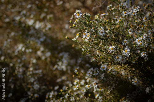Dramatic lighting and shadows on wildflower daisies 