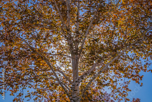 Sun shine illuminates colorful leaves of fall sycamore tree.