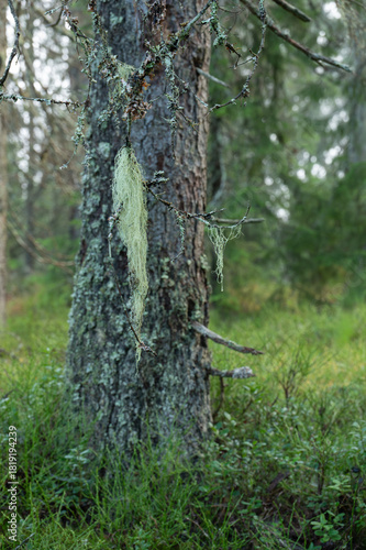 Closeup of Bony beard lichen in a Norwegian forest.