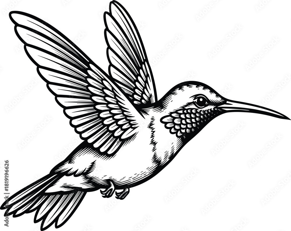 Obraz premium Detailed Engraving Style Vector Illustration of a Hummingbird in Flight, Featuring Fine Feathers and Open Wings, Perfect for Vintage Design and Tattoos