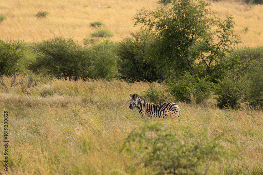 Obraz premium Lone zebra standing in tall golden grass in South African wilderness.