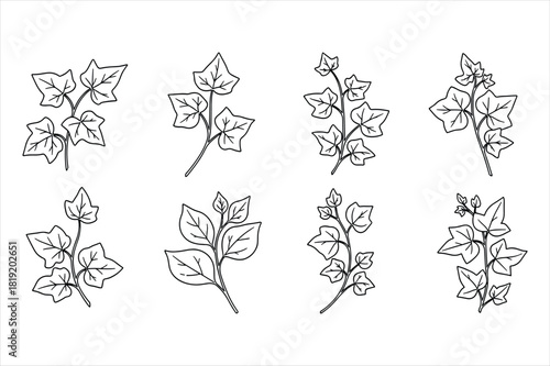 Set of hand drawn ivy branches for design use