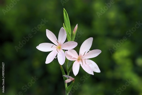 River lily (Hesperantha coccinea), flowering, blooming, at a pond, Elllerstadt, Germany