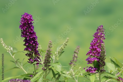 Butterfly-bush (Buddleja davidii), summer lilac, common summer lilac, butterfly bush, lilac spear, flowering, blossom, Elllerstadt, Germany