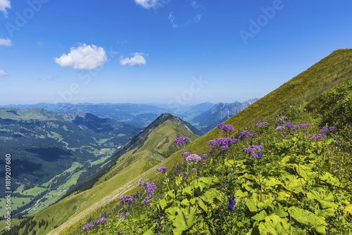 Alpendostyles (Adenostyles) and aconite (Aconitum napellus), on the Wildengundkopf, 2238m, Allgäu Alps, Bavaria, Germany