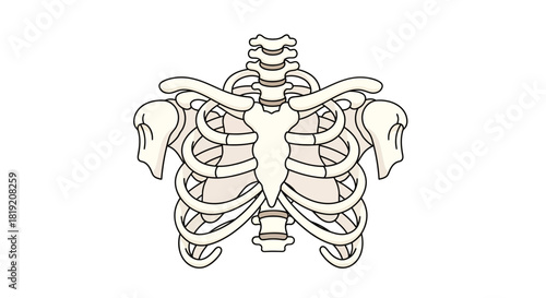 Anatomical rib cage illustration emphasizing skeletal structure and body framework delineation