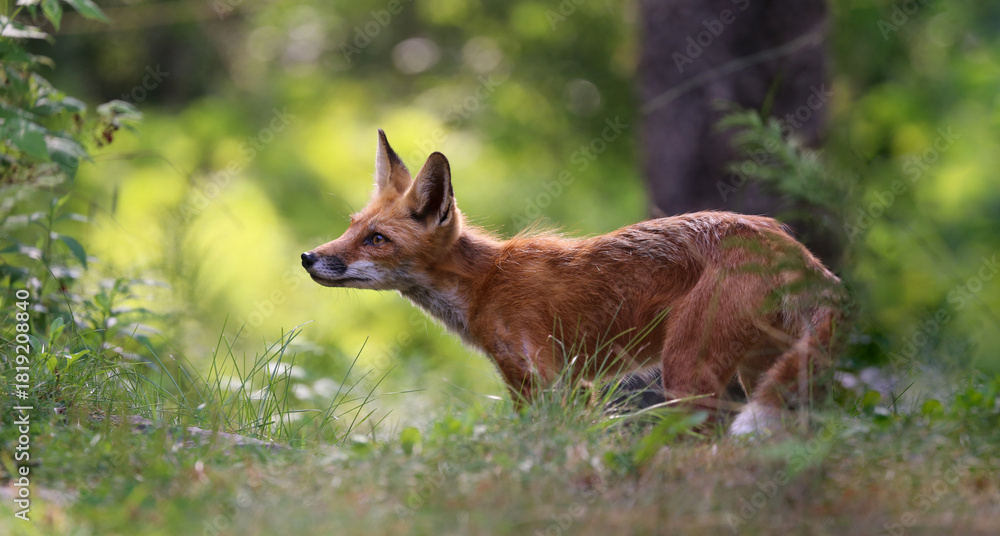 Naklejka premium red fox in nature during summer