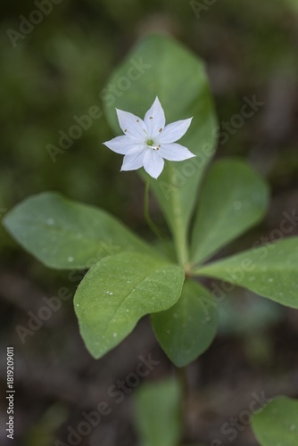 Chickweed wintergreen (Trientalis europaea), Emsland, Lower Saxony, Germany