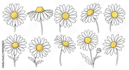 Botanical daisies drawings isolated on white background, vector illustration collection