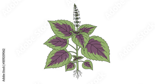 Botanical illustration of coleus plant with vibrant green and purple foliage on white