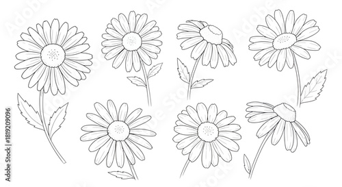 Botanical illustration featuring delicate daisy flowers with fine line details and composition