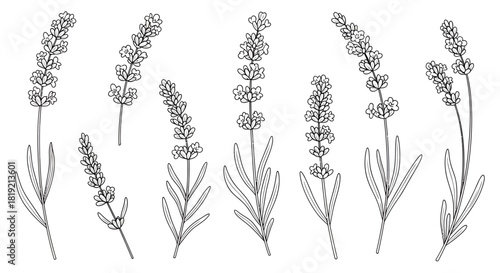Elegant Lavender Blossom Set: Detailed Line Art Botanical Illustration for Floral Design Projects