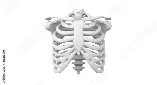 Human Ribcage Anatomy 3D Rendering on White Backdrop for Medical Purposes Illustration