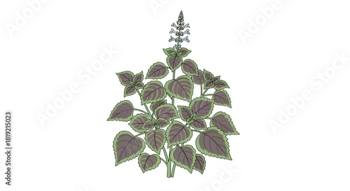 Illustrated coleus plant with prominent veining and delicate light blue flower spire
