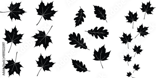 Leaf silhouette collection, maple oak comparison, botanical illustration, black design, nature study, foliage shapes, educational, seasonal, graphic, cluster
