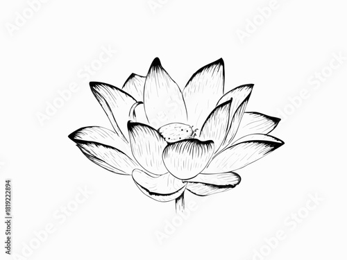 A hand-drawn lotus in full bloom, showing every delicate line and petal. Quiet beauty, pure grace
