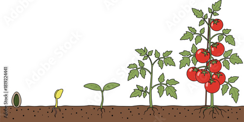 Tomato plant growth stages from seed to ripe fruit illustration, gardening development concept, agriculture education, organic farming infographic diagram design