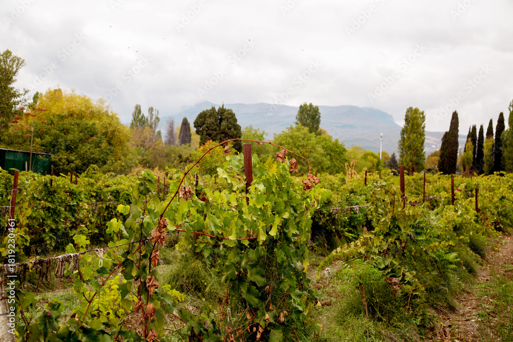Naklejka premium A vine is green against the background of mountains on a clear sunny day. Flora is the nature of a plant.