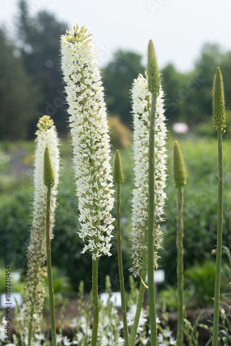 Veronicastrum virginicum or 
Culver’s Root