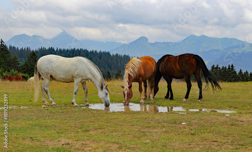 groupe de chevaux en liberté en train de boire  dans les hautes alpes