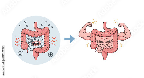 Cartoon intestines transitioning from distress to strength and health.