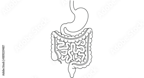 Diagram of the human stomach and intestines, illustrating the digestive system.