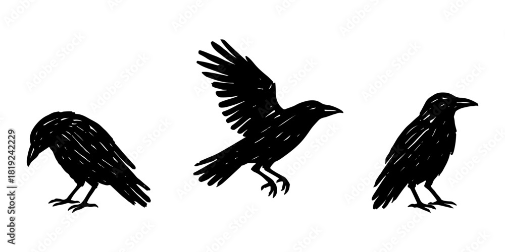 Obraz premium Vector set of three ravens silhouette showing different poses, including standing and flying, hand drawn black bird illustrations on white background.