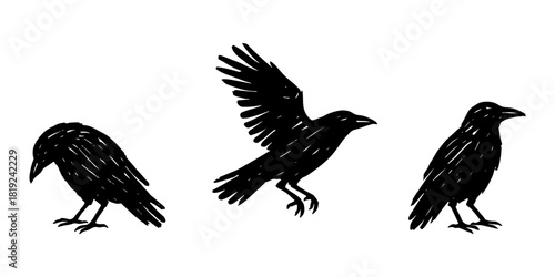 Vector set of three ravens silhouette showing different poses, including standing and flying, hand drawn black bird illustrations on white background.