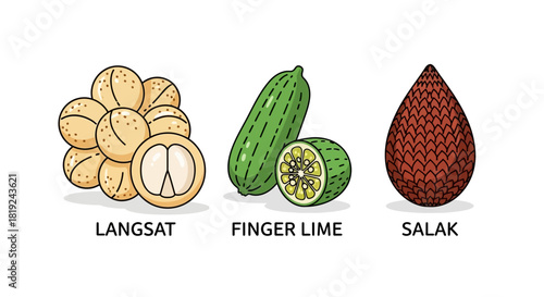 Exotic Fruits Illustration - Langsat, Finger Lime, and Salak.