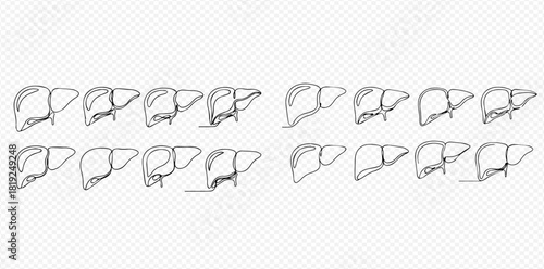 Continuous line art drawings of human livers, depicting anatomical structures in a minimalist and educational style on a transparent background.