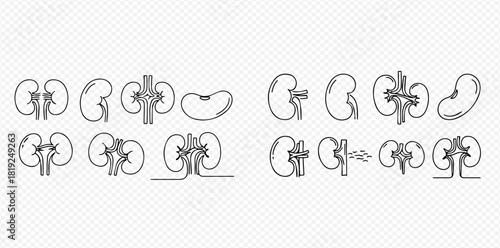 Set of human kidney line art illustrations, depicting various views and anatomical structures of the organ.