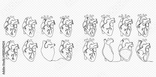 Continuous line art illustrations of human hearts in various stages of drawing.