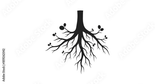 Silhouette of a Sparse Tree Canopy with Berries Against a Clean White Backdrop