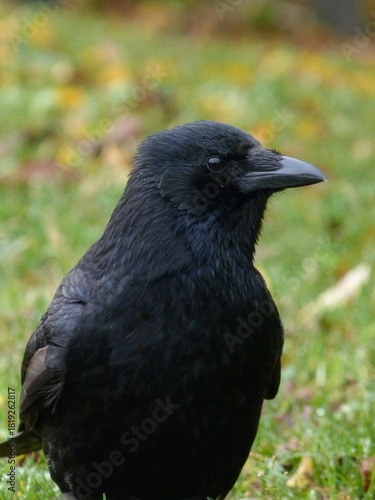 Carrion crow