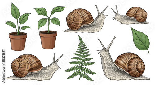 Detailed snail and plant elements on white background