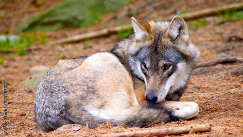 wolf (Canis lupus) resting 465
