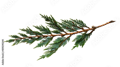 A single cedar branch isolated on a plain background, a natural evergreen twig for winter, a conifer plant with green scale leaves, a cypress flora detail, a Christmas decoration.