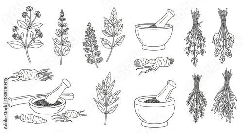 Hand-Drawn Herbal Medicine Elements - A Botanical Collection.