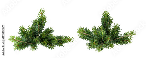 Christmas pine needles isolated on white background