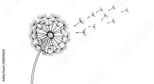 Black and white illustration of a dandelion with seeds blowing in the wind.