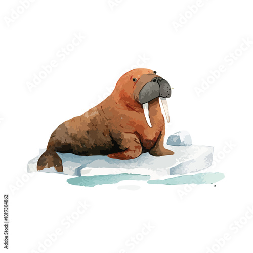 Arctic Walrus on Ice Floe Watercolor Illustration 1.