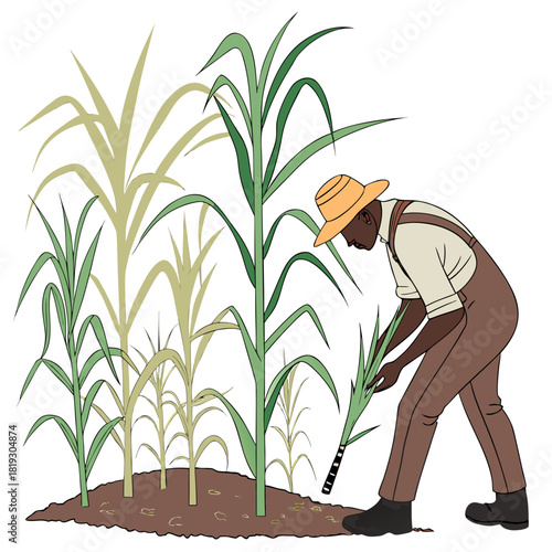 Farmer in straw hat harvesting tall green sugarcane plants in a field under a white background