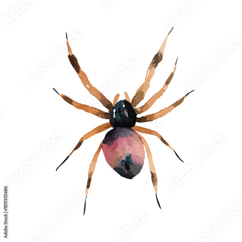 Artistic Watercolor Spider Illustration HandPainted Insect.