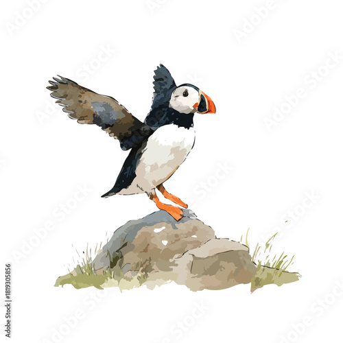 Atlantic Puffin Bird Illustration Standing on Rock with Spread Wings.