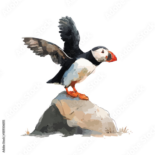 Atlantic Puffin Bird Standing on Rock Watercolor Illustration.
