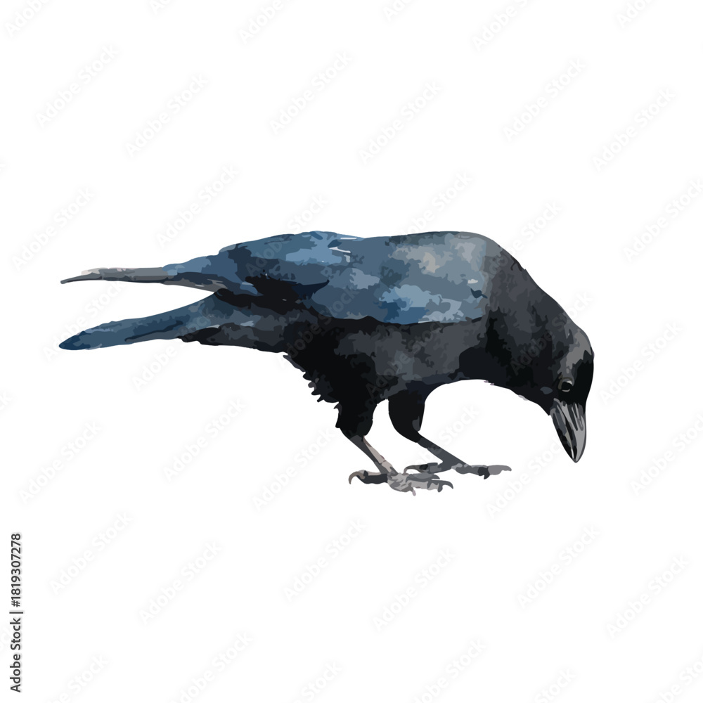 Naklejka premium Black Crow Foraging Vector Illustration.