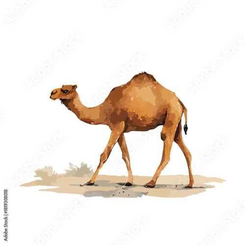 Brown Desert Camel Walking Vector Illustration.