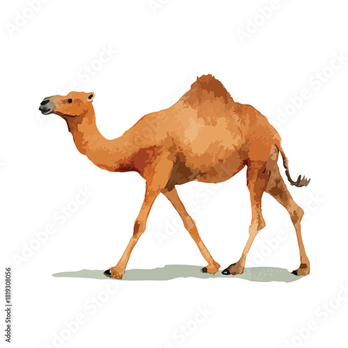 Brown Desert Camel Walking Vector Illustration 1.
