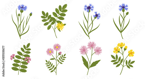 A vibrant set of eight individual vector illustrations depicting various wildflowers including blue cornflowers, yellow blooms, and pink blossoms with green foliage.
